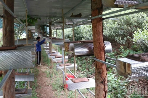 Des ruches d’abeilles sans dard installées et aménagées de manière professionnelle dans le village apicole de Bac Ai Tay (Khanh Hoa). Photo : Nguyen Trung.