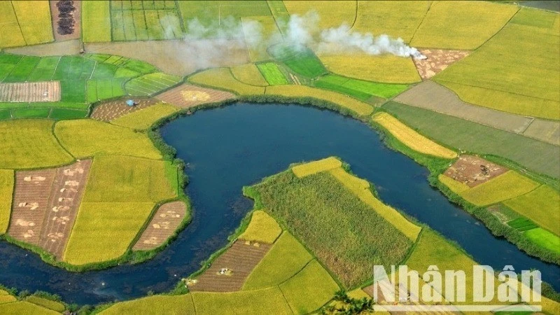 Saison du riz mûr dans la vallée de Bac Son, province de Lang Son. Photo : NDEL