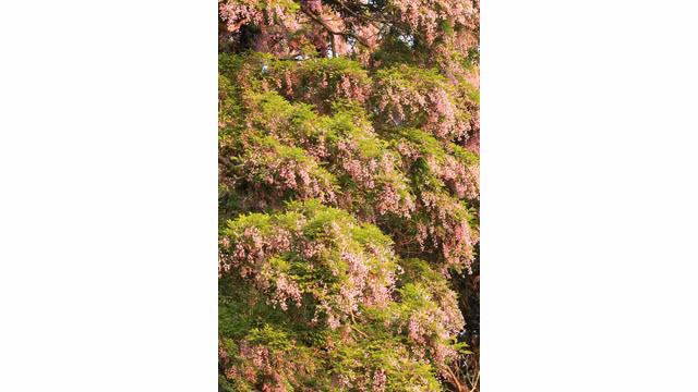 Saison des fleurs de glycine d'été à la péninsule de Son Trà ảnh 3