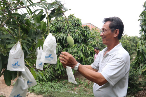 Application de la technique d’ensachage des fruits sur des manguiers Cat Hoa Lôc dans la zone de culture spécialisée du district de Cai Bè, ancienne province de Tiên Giang. Photo : VNA Application de la technique d’ensachage des fruits sur des manguiers Cat Hoa Lôc dans la zone de culture spécialisée du district de Cai Bè, ancienne province de Tiên Giang. Photo : VNA
