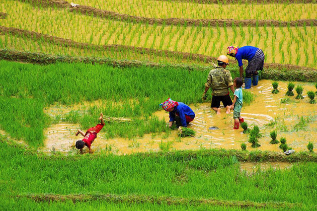 Le bonheur familial simple dans différentes régions du Vietnam ảnh 9 Le bonheur familial simple dans différentes régions du Vietnam ảnh 9