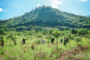 À Lam Dong, la rémunération des services environnementaux forestiers s’impose comme un levier économique durable.