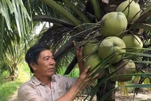 Le cocotier constitue la culture phare de la province de Vinh Long et représente une source importante de revenus à l’exportation. 
