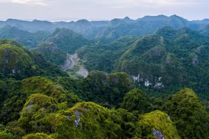 S’étendant sur près de 15 200 hectares, le parc national de Cat Ba constitue un refuge naturel pour une multitude d’espèces animales et végétales. Photo : Vietnamnet.