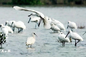 Spatules dans le parc national de Xuan Thuy. Photo : VNA.