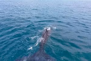 Des baleines géantes ont été aperçues près des côtes de Mui Ne et Lien Huong, dans la province de Lam Dong. Photo : VNA.