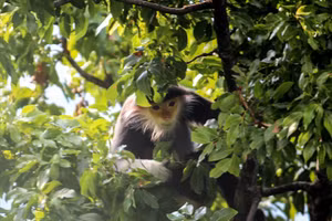 Un individu adulte de douc à pattes noires. Photo : Vietnamnet.