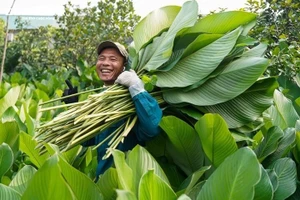 Les feuilles de dong de Trang Cat sont grandes, épaisses et de belles couleurs. Elles donnent aux gâteaux de riz une belle couleur verte et une meilleure saveur.