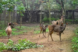 Les cerfs sont soignés dans le parc national de Cuc Phuong. Photo : VNA.