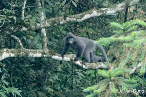 Le langur gris figure parmi les primates les plus rares d’Asie du Sud-Est, et le Vietnam joue aujourd’hui un rôle majeur dans sa conservation. 