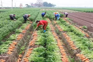 La Résolution n°57 stimule la production à grande échelle des cultures principales