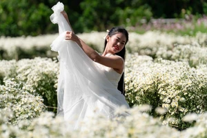 À Hanoi, les marguerites blanches en pleine floraison séduisent les amateurs de photos