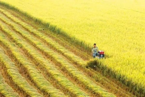 De nombreux modèles de culture de riz de haute qualité se sont développés dans les principales régions rizicoles. Photo : Phong Do.
