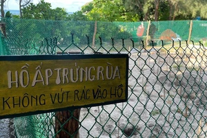 Con Dao est aujourd’hui l’un des sites les plus importants du Vietnam pour les programmes de conservation des tortues marines. (Photo : Dinh Nam)