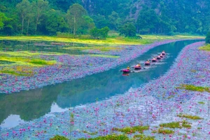 Admirer les nénuphars rosissant la rivière Ngo Dong à Ninh Binh