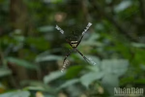 Cuc Phuong, une biodiversité d’une richesse exceptionnelle