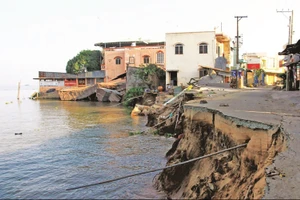 Les glissements de terrain et l’affaissement des berges et des côtes augmentent dans le delta du Mékong. Photo : Vietnamnet.