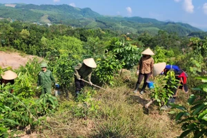 Photo : baoquangninh.