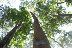 La forêt occupe une place importante dans le développement du pays. Au-delà de son rôle de « poumon vert », elle constitue un espace de subsistance pour des millions de personnes. Photo: VNA