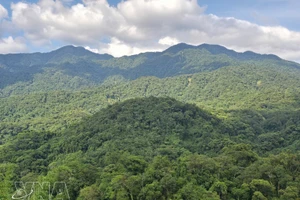 Souvent qualifiées de « poumons verts » de la planète, les forêts soutiennent silencieusement la vie et protègent les communautés face à l’intensification des aléas climatiques. Photo : VNA.