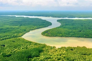 La forêt de protection de Can Gio couvre une superficie de plus de 34.809 hectares.