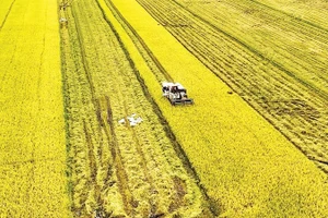 Récolte du riz dans la province de An Giang. Photo : VNA