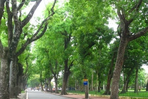Hanoi possède un système d’arbres urbains riche et diversifié, mais sa planification n’est pas encore véritablement scientifique.