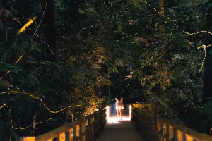 Cuc Phuong: le spectacle magique des lucioles à la nuit tombée
