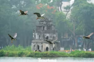 Un ballet d’oiseaux sauvages au-dessus du lac Ho Guom émerveille les visiteurs