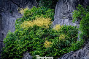 La floraison des dracaenas de montagne pare de jaune les falaises de la baie d'Ha Long