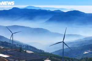 Cau Dat – une colline de thé centenaire au cœur d’un océan de nuages blancs
