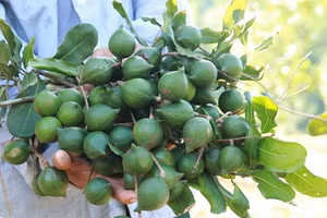 Les forces armées de Dien Bien unissent leurs efforts avec la population pour planter de nouveaux caféiers et macadamias 