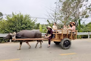 Charrette à buffle : enrichir les expériences, accroître l'attractivité touristique