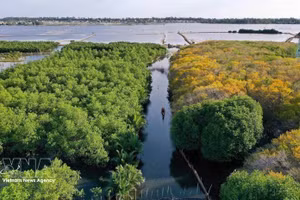 La forêt de mangroves de Ru Cha. Photo: VNA.