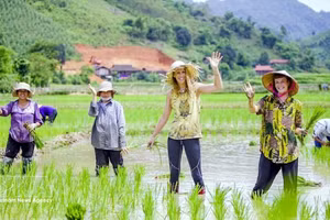 Des touristes internationaux s'essaient au repiquage de riz. Photo : VNA.