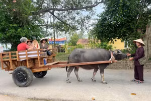 Une balade en charrette à buffle, au rythme du village ancien