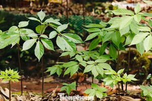 La saison où le « trésor de la jungle » s’éveille