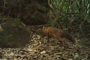 Première réapparition du dhole en milieu naturel depuis plus de 20 ans au Vietnam. Photo: VNA