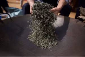 À la découverte du thé Shan Tuyet millénaire sur les cimes de Tay Con Linh