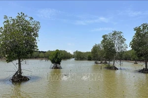 Une zone de mangrove restaurée dans la commune de Vinh Hau, province de Ca Mau. Photo : VNA.
