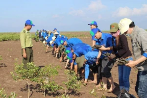 Des jeunes plantent des palétuviers dans la zone forestière côtière protégée. Photo : VNA.