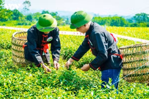 Le thé de Duong Hoa, une ambition patrimoniale au cœur de Quang Ninh