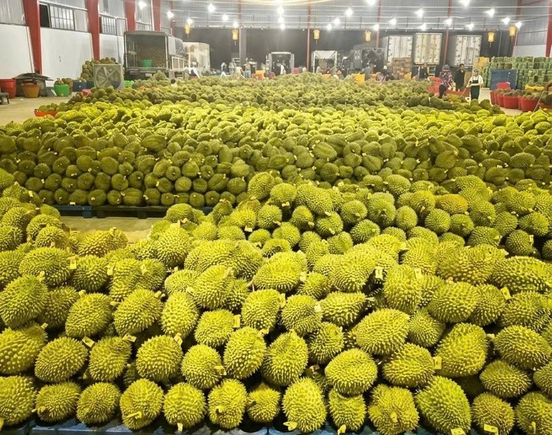 Cap sur le milliard de dollars : la filière vietnamienne du durian ...