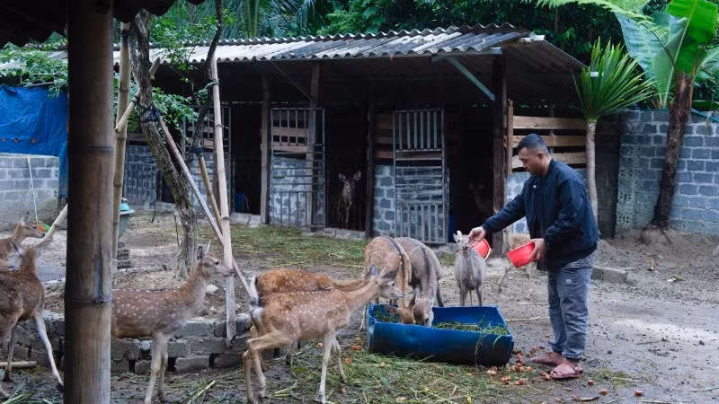 Tran Tuan Hiep, jeune homme Si La, réussit sa création d’entreprise avec l’élevage du cerf sika.