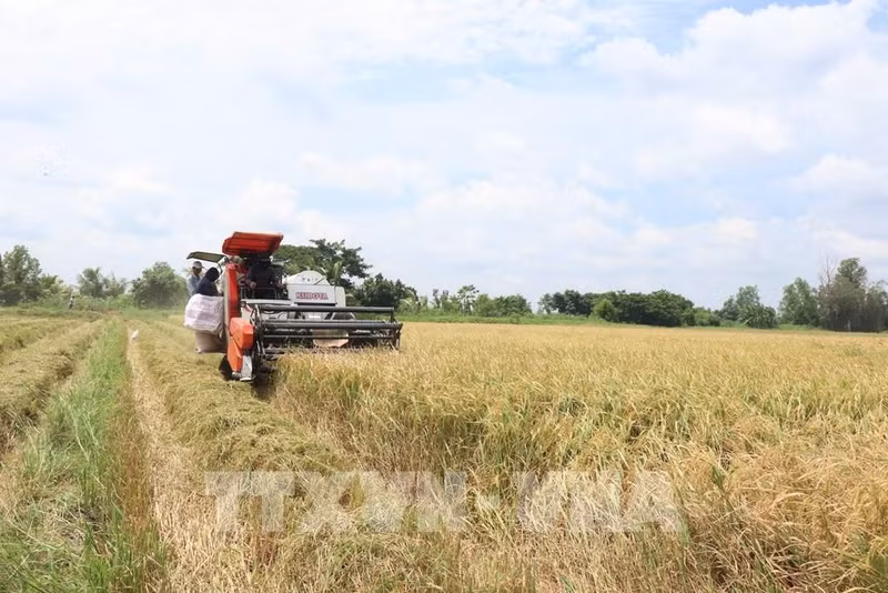 Des solutions diversifiées pour réduire les émissions de méthane dans les cultures agricoles. Photo : Thu Hiên/VNA.