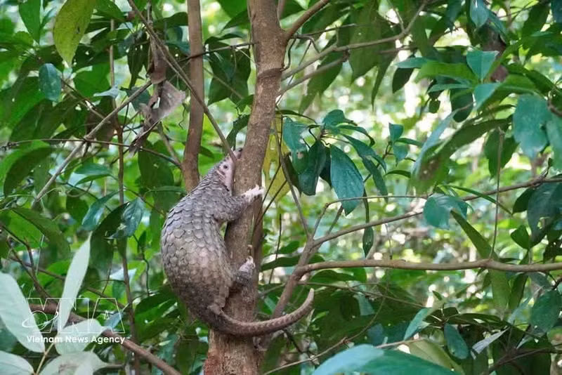 Le pangolin de 2,5 kg a été relâché dans son habitat naturel. Photo : VNA.