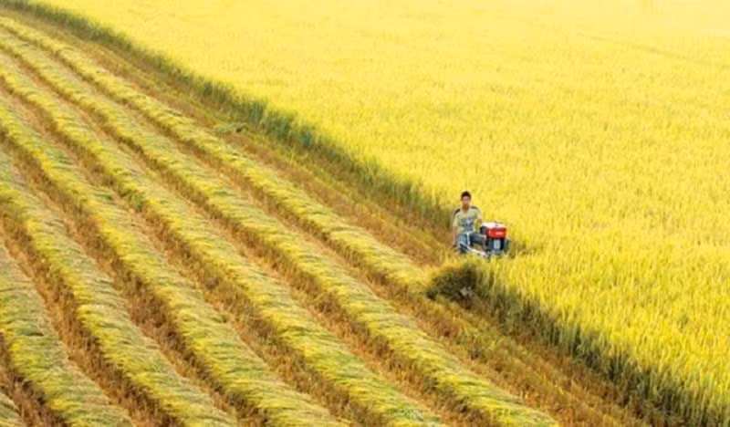 De nombreux modèles de culture de riz de haute qualité se sont développés dans les principales régions rizicoles. Photo : Phong Do.
