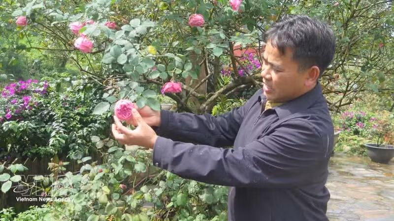 Do Phu Chinh, habitant du quartier d’O Quy Ho, a acclimaté et multiplié près de 100 variétés de roses anciennes, dont la précieuse variété locale de rose ancienne de Sa Pa. Photo : VNA.