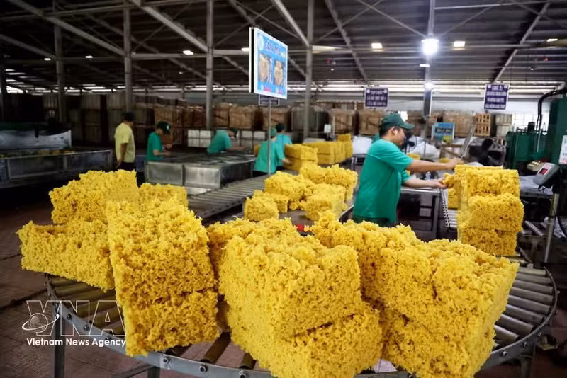Dans le secteur du caoutchouc, le Vietnam figure parmi les principaux producteurs et exportateurs mondiaux, mais ses ventes restent largement concentrées sur le latex brut. Photo: VNA