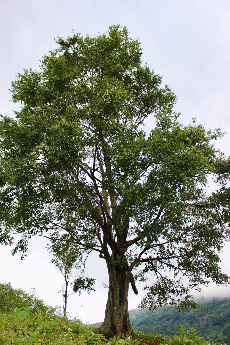 Un arbre solitaire sur un versant sert de point d’appui aux visiteurs lors de leur ascension. Photo : Minh Chi